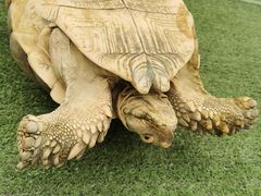 -重庆市江北嘴中央商务区中央公园