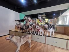 -Husky Go! 哈士奇体验馆·宠物咖啡厅狗咖