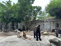 -灵玲国际马戏城