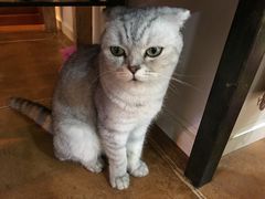 -李小姐の猫咖啡馆(五角场店)