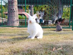 -西双版纳融创皇冠假日度假酒店