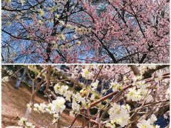 -桃花堤公园
