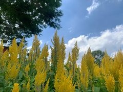-松山湖梦幻百花洲