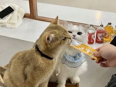 -共舞时光猫咖·狗咖(新街口店)