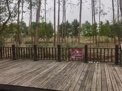 -合肥滨湖国家森林公园