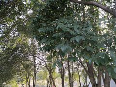 -思念果岭悦温泉