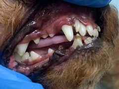 -读宠于你·约克夏比熊·睫角守宫·爬宠售卖(高新店)