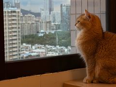 -有喵·猫咖·狗咖·30几只猫10只小狗(岗厦店)