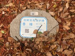 -徐家汇源景区-衡山公园