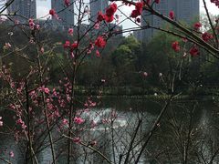 -重庆彩云湖湿地公园