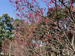 -广州市流溪河国家森林公园