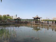 -莲花池公园