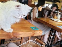 -more than meow吴止猫主题餐厅(承德 中船汇店)