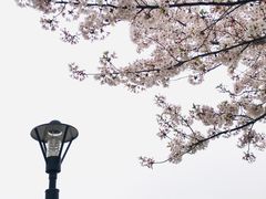 -高东镇樱花园