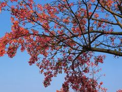 -风云岭森林公园