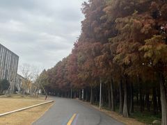 -上海长兴岛郊野公园