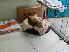 -关爱动物医院·心脏·中兽医·异宠(金牛路分院)