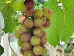 -马陆小张葡萄园农家乐