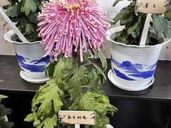 -杭州植物园