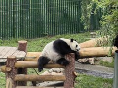 -沈阳森林动物园