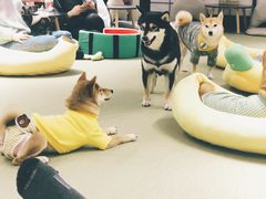 -逗柴咖啡屋·狗咖猫咖宠物桌游