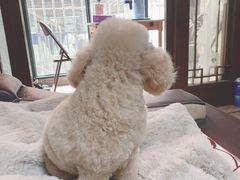 -艾贝尔宠物医院·24H转诊中心·肿瘤猫专科(江宁双龙店)