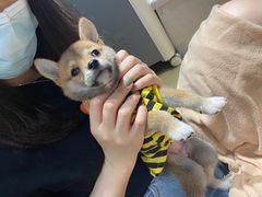 -逗柴咖啡屋·狗咖猫咖宠物桌游