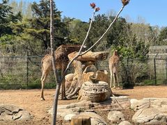 -大连森林动物园