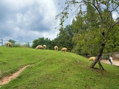 -神户市立六甲山牧场