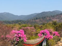 -天适樱花悠乐园
