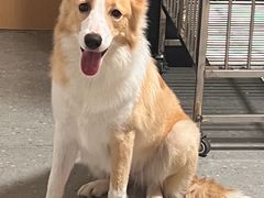 -翊宠yipet猫狗购宠庄园犬舍•猫舍