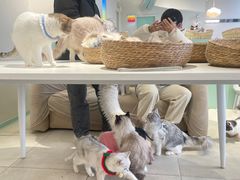 -怪兽屋·羊驼·猫咖·狗咖(俊华广场店)