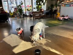 -百好乐宠物友好餐厅(朝外大街店)