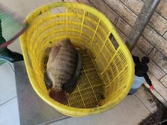 -正宗高流河饭店原创风姜鸡