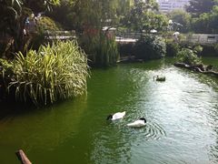 -九龙公园