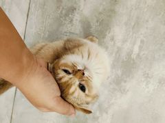 -楼上猫咖(罗湖店)