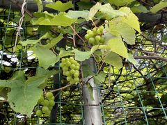 -大梅沙游艇度假酒店