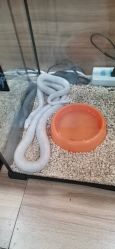 -Moni星球萌宠·小马宝莉·灵蛇·高端高阶全萌宠互动体验俱乐部(红豆国际广场店)