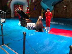 -烟台海昌鲸鲨海洋公园