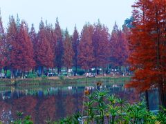 -白鹭湾湿地公园