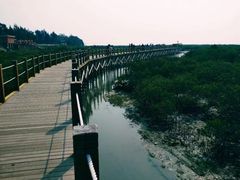 -北海金海湾红树林生态旅游区