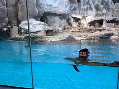 -帝企鹅自助餐厅•儿童岛•真企鹅(长隆企鹅酒店)