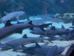 -烟台海昌鲸鲨海洋公园