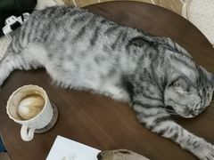 -猫友咖啡店(玉林西路店)