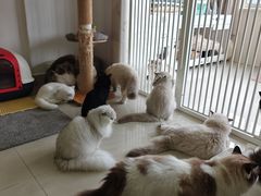 -珠海悠米米努特矮脚猫舍