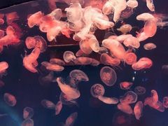 -大连圣亚海洋世界