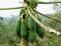 -侯臣咖啡文化村