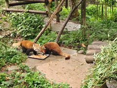 -都江堰中华大熊猫苑