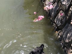 -南汇桃花村