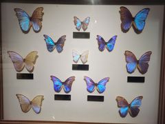 -上海昆虫博物馆